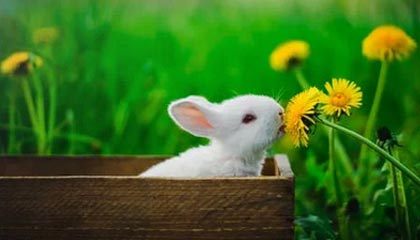 马来西亚公开赛：三个单项国羽全员晋级16强